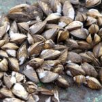 Can You Eat Zebra Mussels? Are They Edible? 