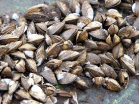 Can You Eat Zebra Mussels? Are They Edible? 