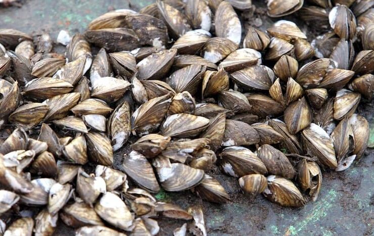 Can You Eat Zebra Mussels? Are They Edible? 