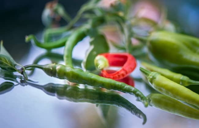 Serrano pepper