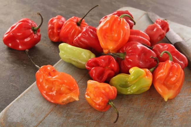 Scotch bonnet peppers