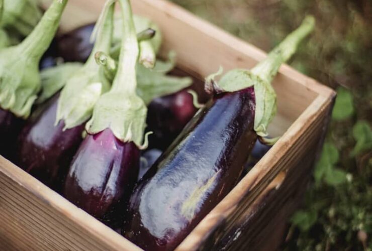 How to Tell if Eggplant is Bad? 15 Tips for Inside and Outside