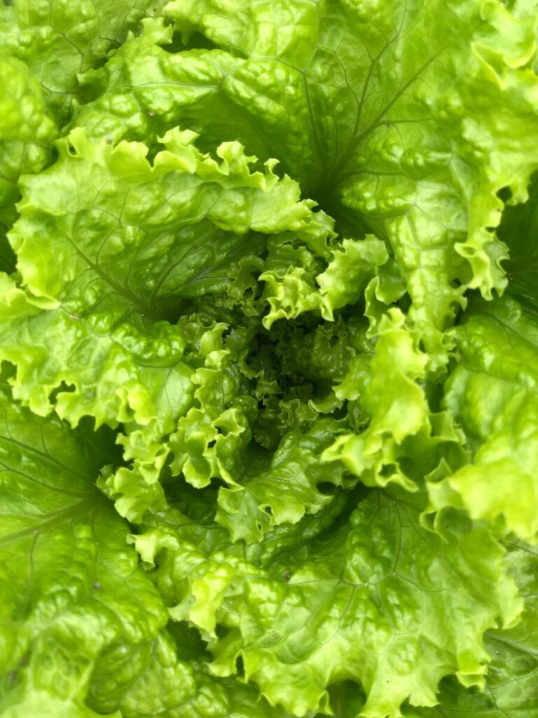 Fresh lettuce
